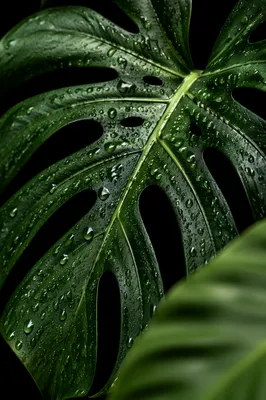 Dewy Monstera Leaf on Black Background