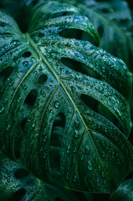 Rain-Kissed Tropical Monstera Leaves