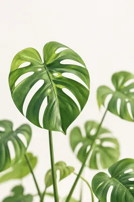Fresh Green Monstera Leaves in Daylight