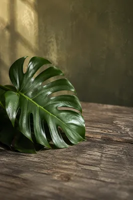 Glossy Monstera Leaf on Weathered Wood