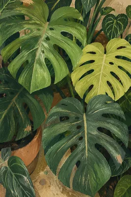 Lush Green Monstera Leaves in Soft Light