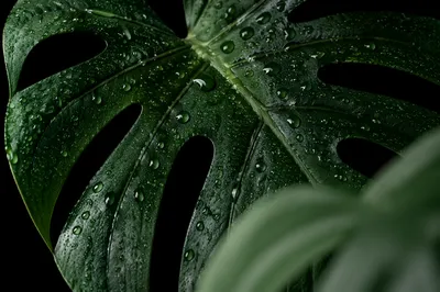 Dewy Tropical Monstera Leaf on Black