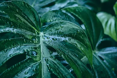 Rain Kissed Monstera Leaves in Rainforest Light