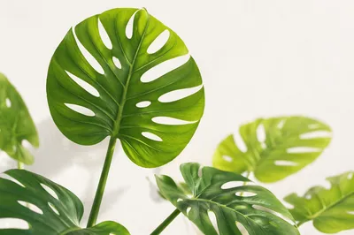 Vivid Green Monstera Leaves on White