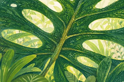 Sunlit Tropical Monstera Leaves Macro