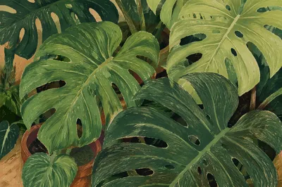 Lush Green Monstera Leaves Close Up
