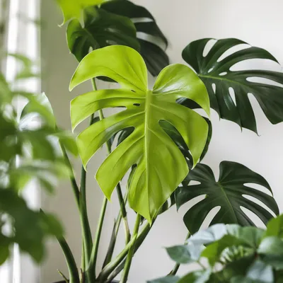 Fresh Green Monstera Leaf Close-Up