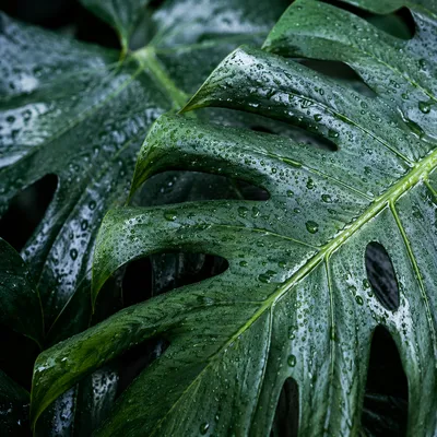 Rain-Kissed Tropical Monstera Leaves Close-Up