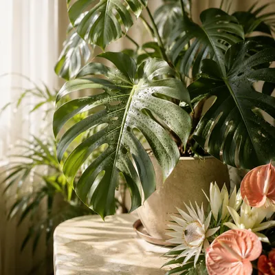Sunlit Monstera and Tropical Flowers Still Life