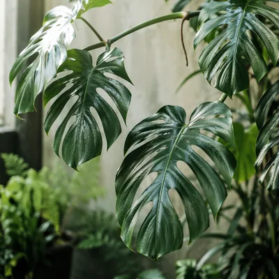 Lush Monstera Leaves in Morning Greenhouse