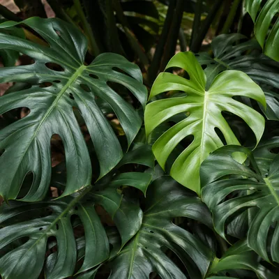 Lush Tropical Monstera Leaves in Soft Daylight