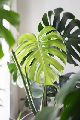 Fresh Green Monstera Leaves in Soft Light
