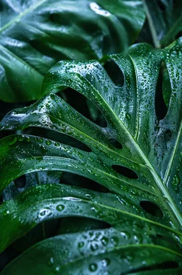 Rain-Kissed Monstera Leaves Macro Close-Up