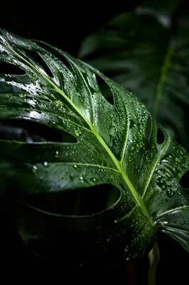 Glossy Monstera Leaf with Rainforest Droplets