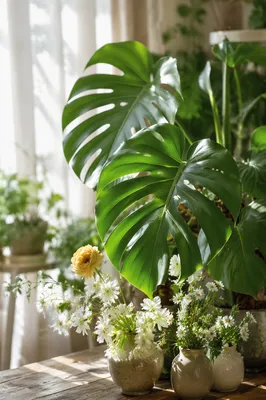 Sunlit Monstera and Delicate Floral Arrangement