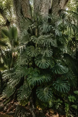 Peaceful Tropical Monstera Around Tree Trunks