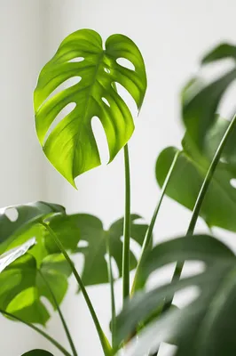 Fresh Green Monstera Leaves in Soft Light
