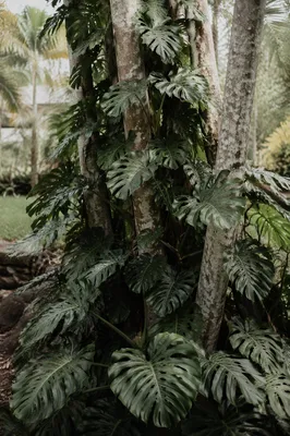 Tropical Monstera Leaves in Quiet Garden