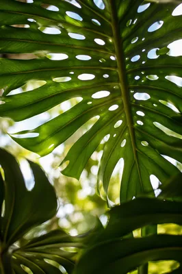 Emerald Monstera Leaves in Soft Daylight