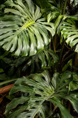 Lush Green Monstera Leaves Close Up