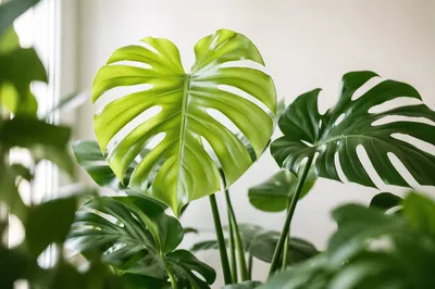 Fresh Green Monstera Leaf Close Up