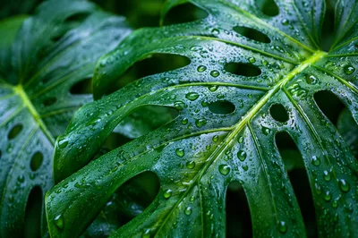 Rain-Kissed Tropical Monstera Leaves Close Up