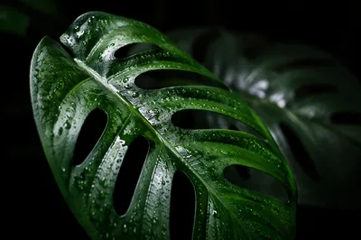 Glossy Monstera Leaf With Rainforest Droplets