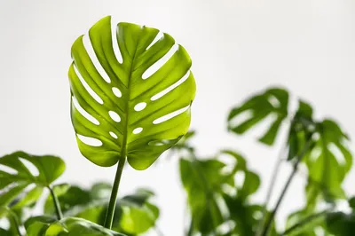 Fresh Green Monstera Leaves in Soft Light
