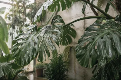 Tropical Monstera Leaves in Morning Greenhouse Light