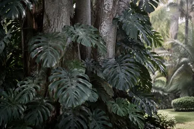 Lush Tropical Monstera in Quiet Garden