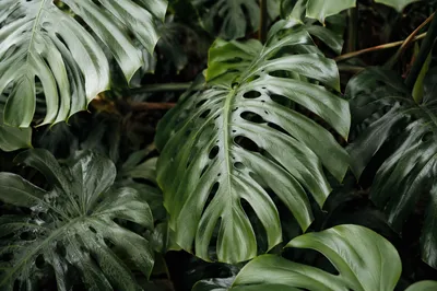 Lush Tropical Monstera Leaves Close Up