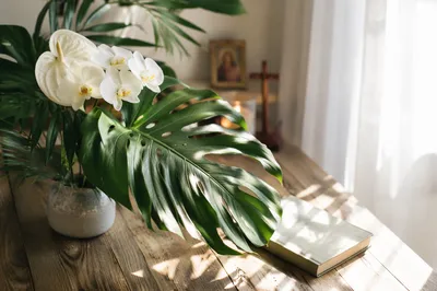Monstera Leaves and White Flowers by Window