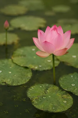 Serene Pink Lotus on Quiet Pond