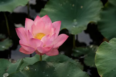 Serene Pink Lotus in Calm Pond