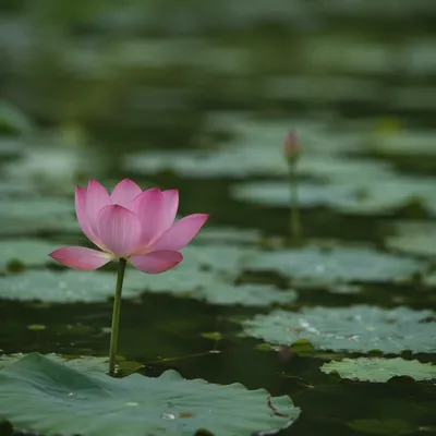 Serene Pink Lotus on Calm Pond