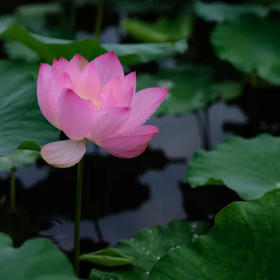Serene Pink Lotus on Calm Pond