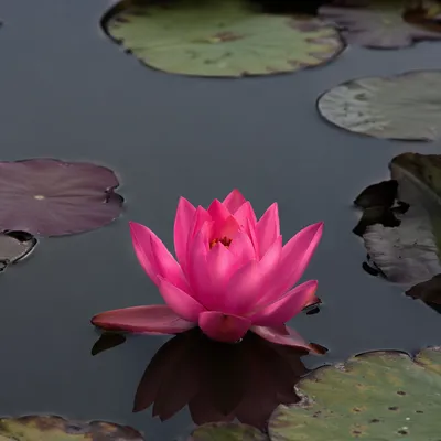 Serene Pink Lotus on Calm Pond