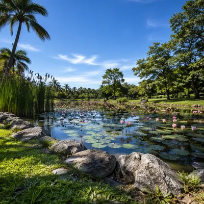 Serene Lotus Pond in Tropical Park
