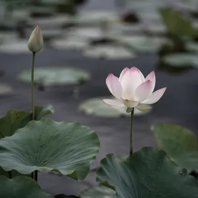 Serene White Lotus in Quiet Pond