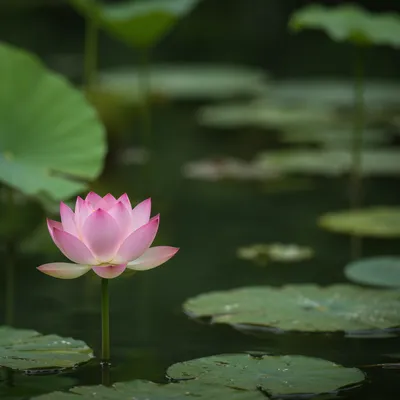 Serene Pink Lotus on Quiet Pond