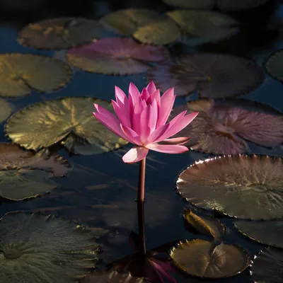 Serene Pink Lotus on Still Pond