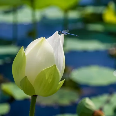 Serene Lotus Bud on Garden Pond