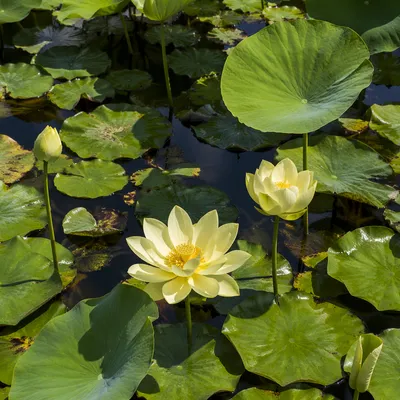 Serene Lotus Blossoms on Sunlit Pond