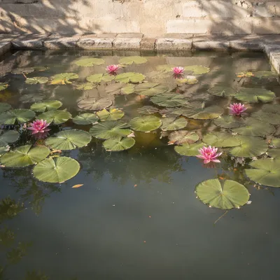 Serene Lotus Pond in Morning Light