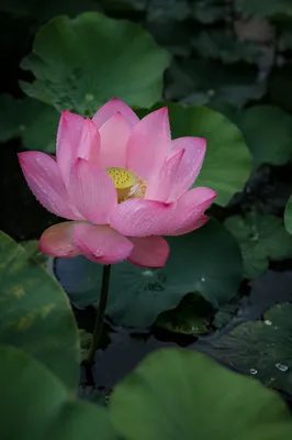 Serene Pink Lotus on Calm Pond