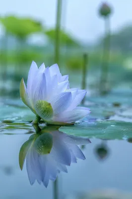 Serene Lotus Flower on Tranquil Pond