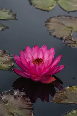 Serene Pink Lotus on Calm Pond