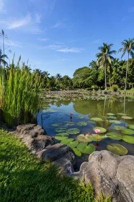 Serene Pink Lotus Pond in Tropical Park