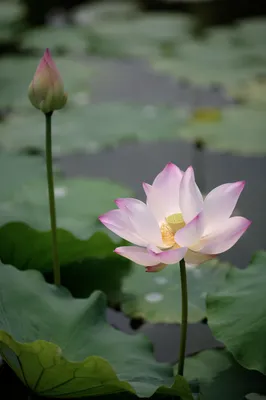 Serene White Lotus in Quiet Pond