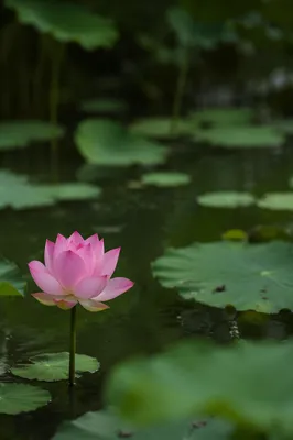 Serene Pink Lotus on Quiet Pond